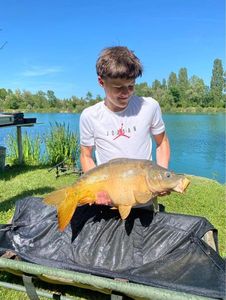 Mirror Carp