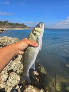European Bass (Seabass)