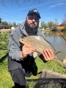 Crucian Carp