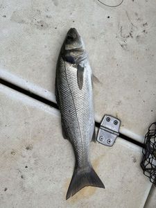 European Bass (Seabass)