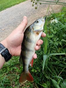 European Perch