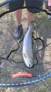 Rainbow Trout