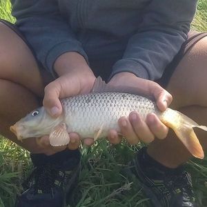 Leather Carp