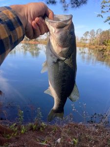 Largemouth Bass
