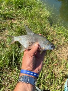 Common Bream