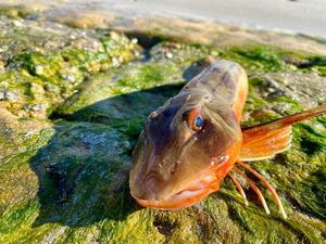 Grey Gurnard