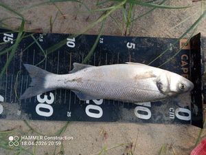 European Bass (Seabass)