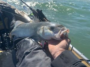 European Bass (Seabass)