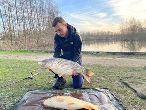 Common Carp