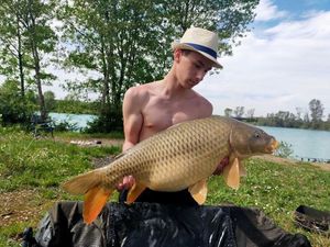 Common Carp