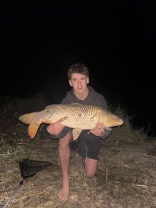 Common Carp