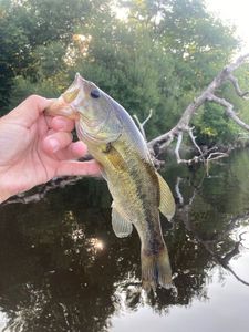 Largemouth Bass