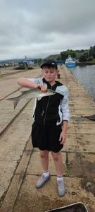 Golden grey mullet
