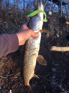 Northern Pike