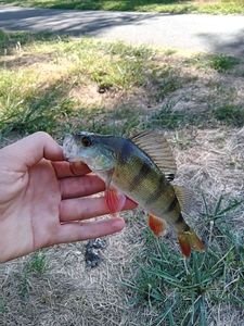 European Perch