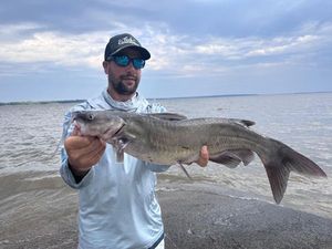 Channel Catfish
