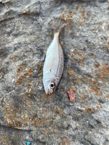 Blackspot Seabream