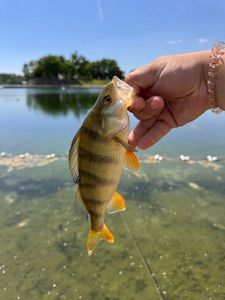 European Perch