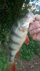European Perch