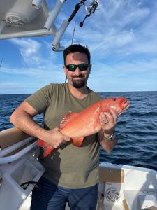 Bluespotted seabass