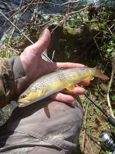 Brown Trout