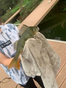 European Perch
