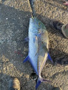Bluefin Trevally