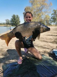 Common Carp