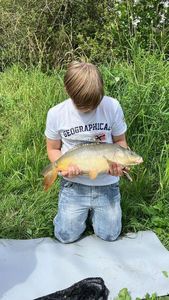Mirror Carp