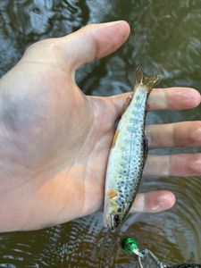 Brown Trout