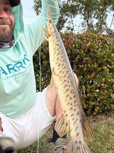 Florida Gar