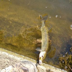 Northern Pike
