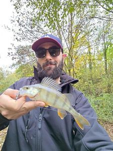 European Perch