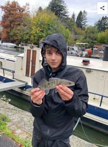 Zander
