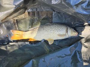 Common Carp