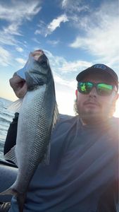 European Bass (Seabass)