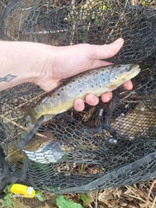 Brown Trout