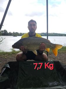 Common Carp