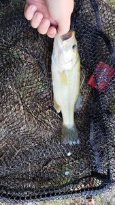 Largemouth Bass