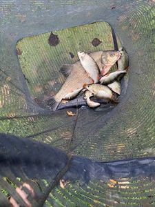 Common Bream