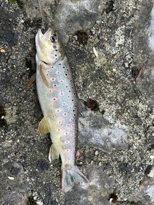 Brown Trout