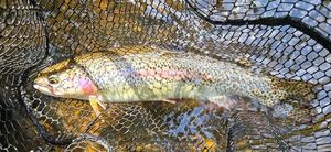 Rainbow Trout