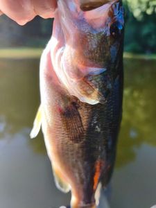 Largemouth Bass