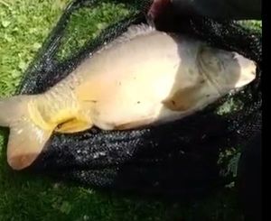 Mirror Carp