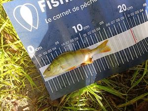 European Perch