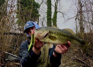 Largemouth Bass