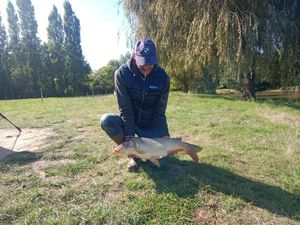 Common Carp