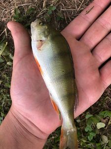 European Perch