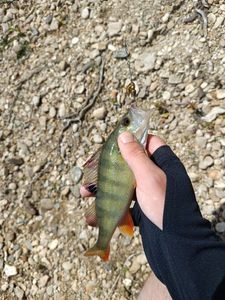 European Perch