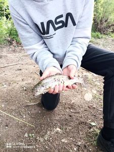 Rainbow Trout